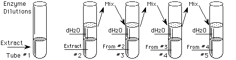 Serial Dilution Diagram